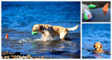 Pływająca piłka dla psa płetwa rekina Chuckit! Shark Fin L kolor zielony